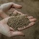 If you get mysterious seeds from China in the mail, do not plant them.